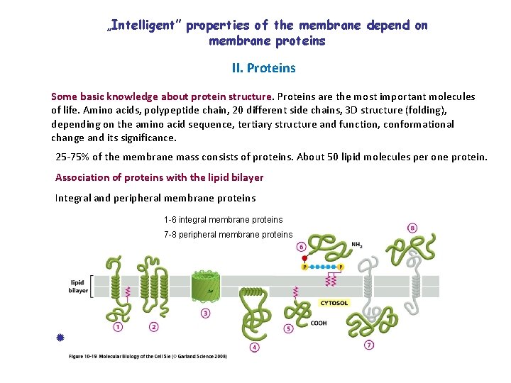 „Intelligent” properties of the membrane depend on membrane proteins II. Proteins Some basic knowledge