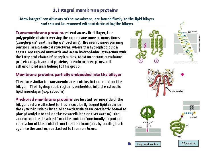 1. Integral membrane proteins form integral constituents of the membrane, are bound firmly to