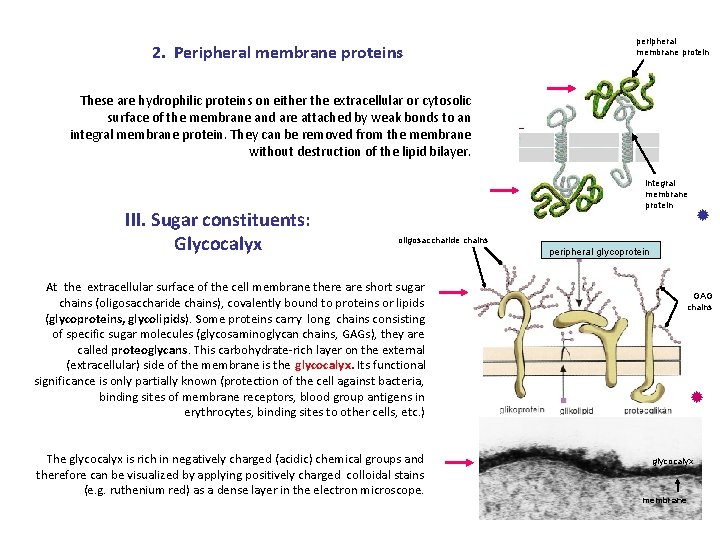 2. Peripheral membrane proteins peripheral membrane protein These are hydrophilic proteins on either the