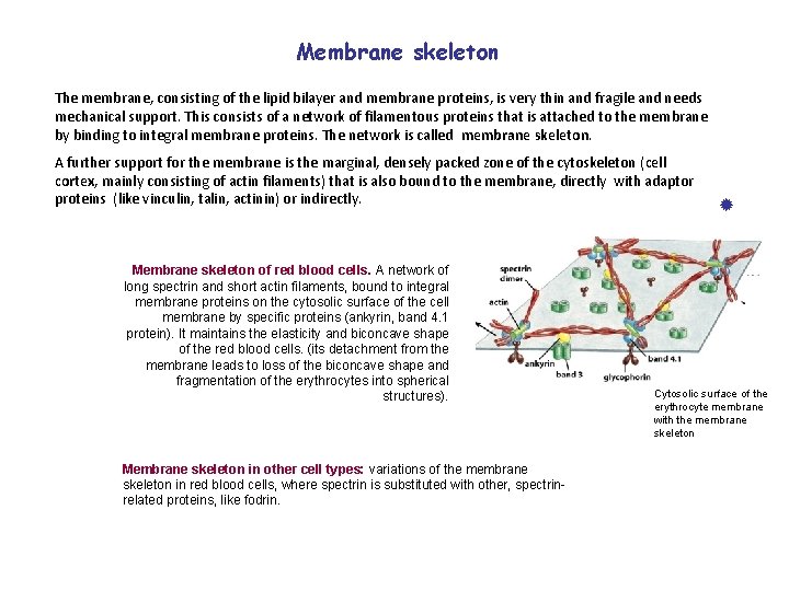 Membrane skeleton The membrane, consisting of the lipid bilayer and membrane proteins, is very