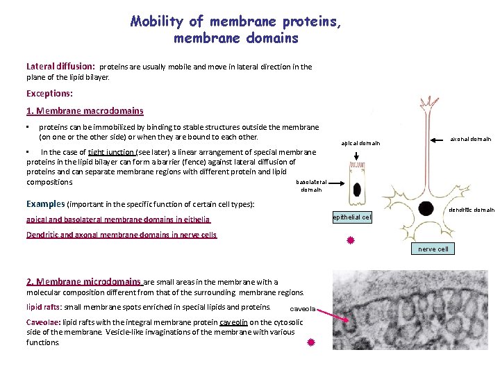 Mobility of membrane proteins, membrane domains Lateral diffusion: proteins are usually mobile and move
