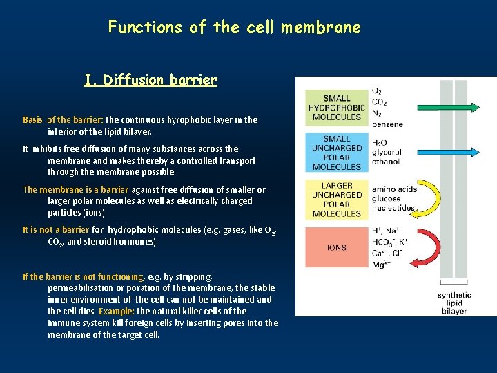 Functions of the cell membrane I. Diffusion barrier Basis of the barrier: the continuous