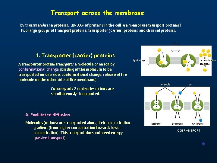Transport across the membrane by transmembrane proteins. 20 -30% of proteins in the cell