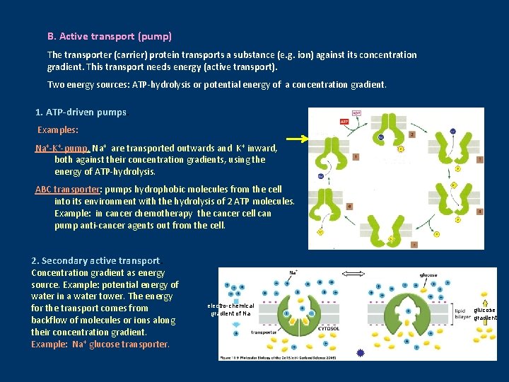 B. Active transport (pump) The transporter (carrier) protein transports a substance (e. g. ion)
