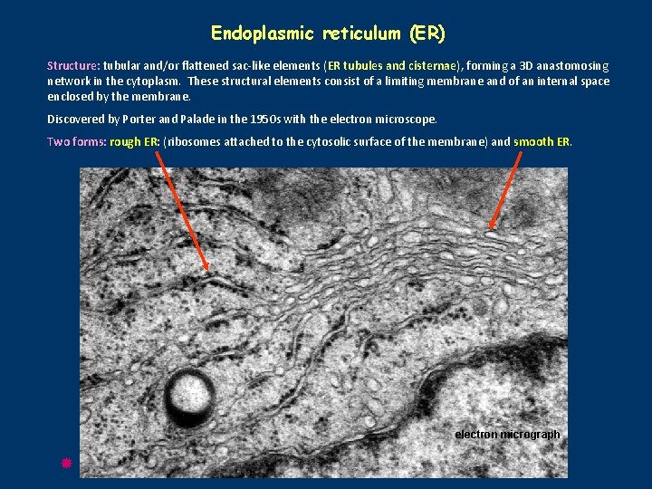 Endoplasmic reticulum (ER) Structure: tubular and/or flattened sac-like elements (ER tubules and cisternae), forming