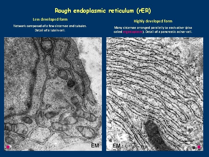 Rough endoplasmic reticulum (r. ER) Less developed form Highly developed form Network composod of
