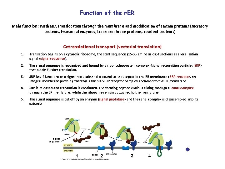 Function of the r. ER Main function: synthesis, translocation through the membrane and modification