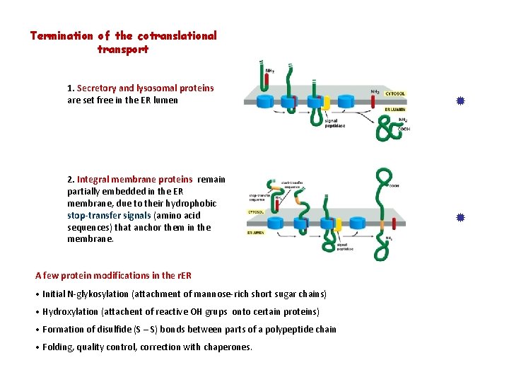 Termination of the cotranslational transport 1. Secretory and lysosomal proteins are set free in