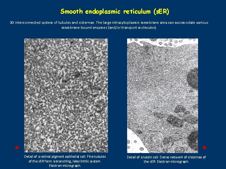 Smooth endoplasmic reticulum (s. ER) 3 D interconnected system of tubules and cisternae. The