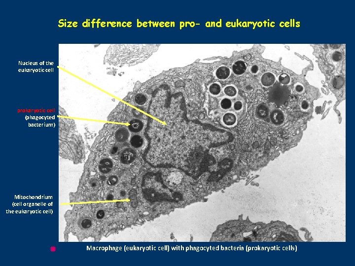 Size difference between pro- and eukaryotic cells Nucleus of the eukaryotic cell prokaryotic cell