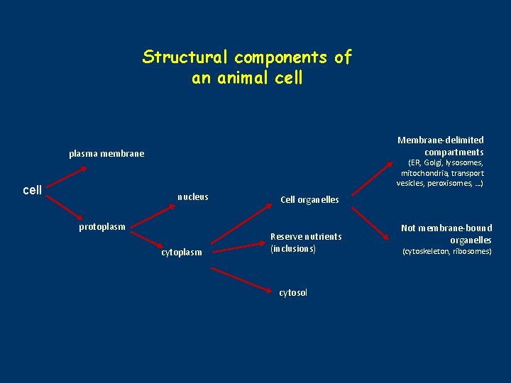 Structural components of an animal cell Membrane-delimited compartments plasma membrane cell (ER, Golgi, lysosomes,