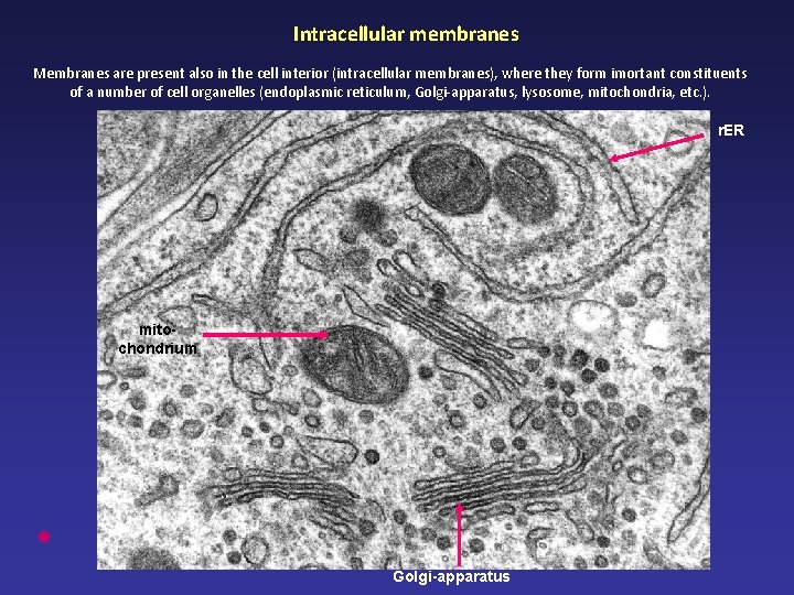 Intracellular membranes Membranes are present also in the cell interior (intracellular membranes), where they