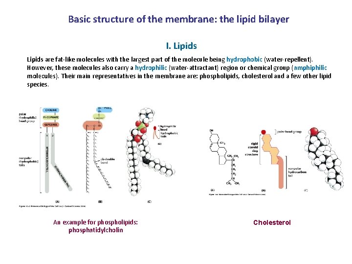 Basic structure of the membrane: the lipid bilayer I. Lipids are fat-like molecules with