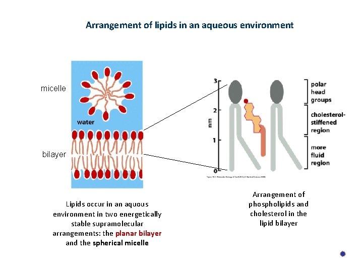 Arrangement of lipids in an aqueous environment micelle bilayer Lipids occur in an aquous