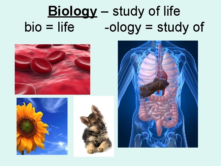 Biology – study of life bio = life -ology = study of 
