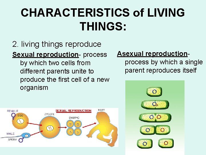 CHARACTERISTICS of LIVING THINGS: 2. living things reproduce Sexual reproduction- process by which two