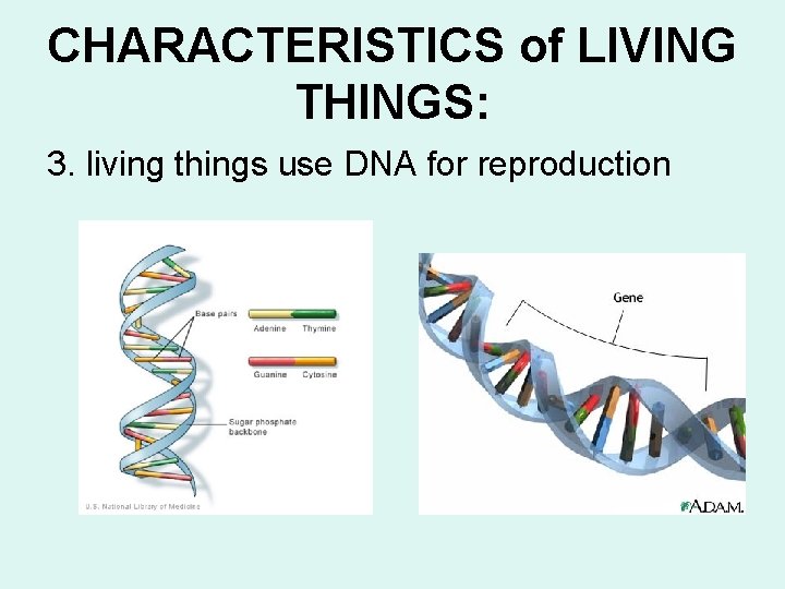 CHARACTERISTICS of LIVING THINGS: 3. living things use DNA for reproduction 