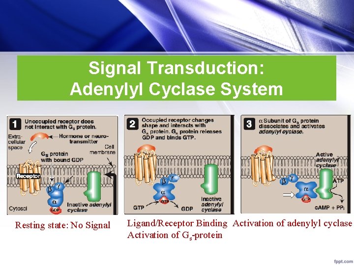 Signal Transduction: Adenylyl Cyclase System Resting state: No Signal Ligand/Receptor Binding Activation of adenylyl