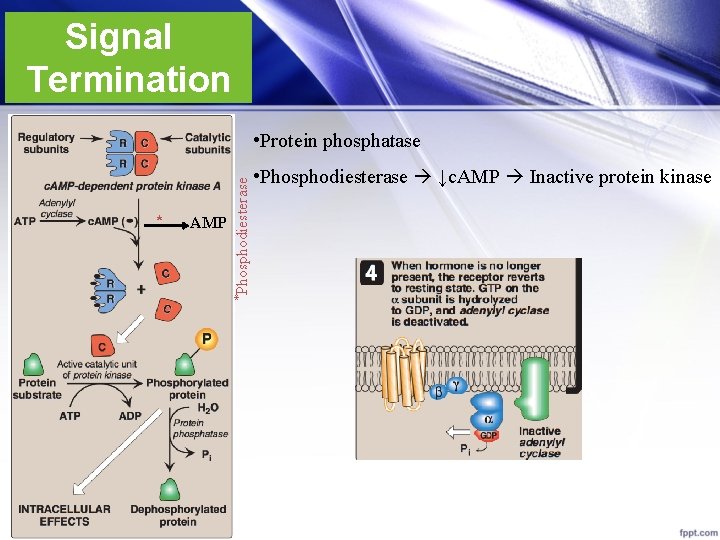 Signal Termination * AMP *Phosphodiesterase • Protein phosphatase • Phosphodiesterase ↓c. AMP Inactive protein