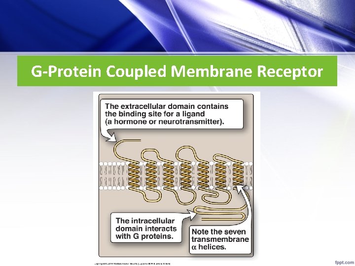 G-Protein Coupled Membrane Receptor 