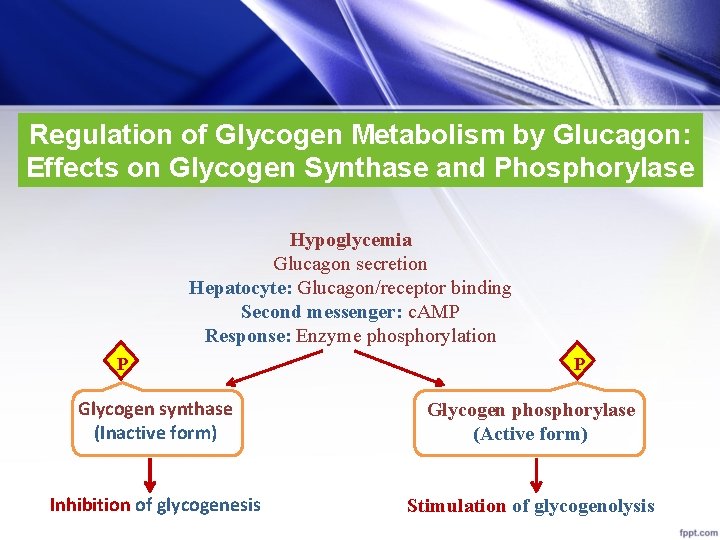 Regulation of Glycogen Metabolism by Glucagon: Effects on Glycogen Synthase and Phosphorylase Hypoglycemia Glucagon