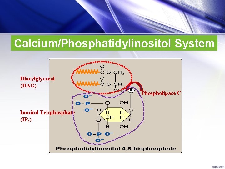 Calcium/Phosphatidylinositol System Diacylglycerol (DAG) Phospholipase C Inositol Trisphosphate (IP 3) 