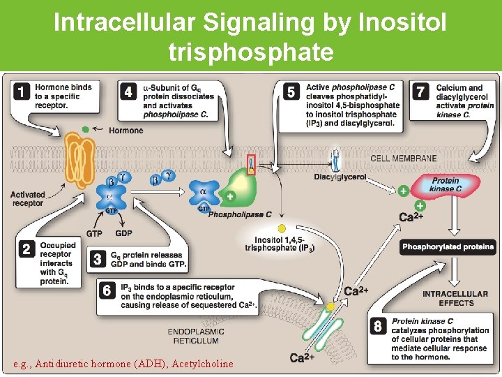 Intracellular Signaling by Inositol trisphosphate e. g. , Antidiuretic hormone (ADH), Acetylcholine 