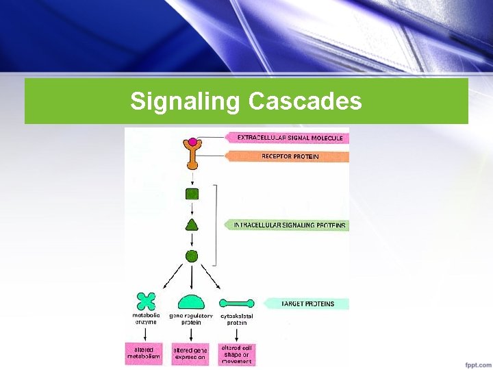 Signaling Cascades 