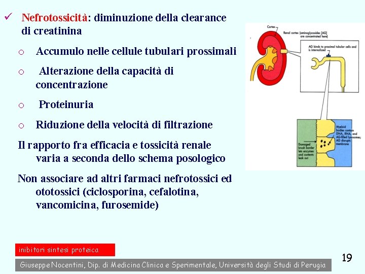 ü Nefrotossicità: diminuzione della clearance di creatinina o Accumulo nelle cellule tubulari prossimali o