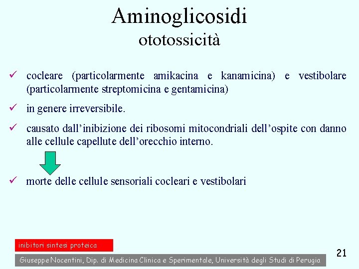 Aminoglicosidi ototossicità ü cocleare (particolarmente amikacina e kanamicina) e vestibolare (particolarmente streptomicina e gentamicina)