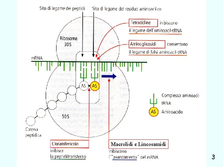 Macrolidi e Lincosamidi inibitori sintesi proteica Giuseppe Nocentini, Dip. di Medicina Clinica e Sperimentale,