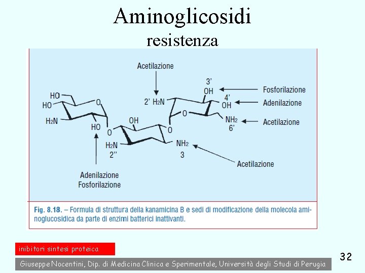 Aminoglicosidi resistenza inibitori sintesi proteica Giuseppe Nocentini, Dip. di Medicina Clinica e Sperimentale, Università