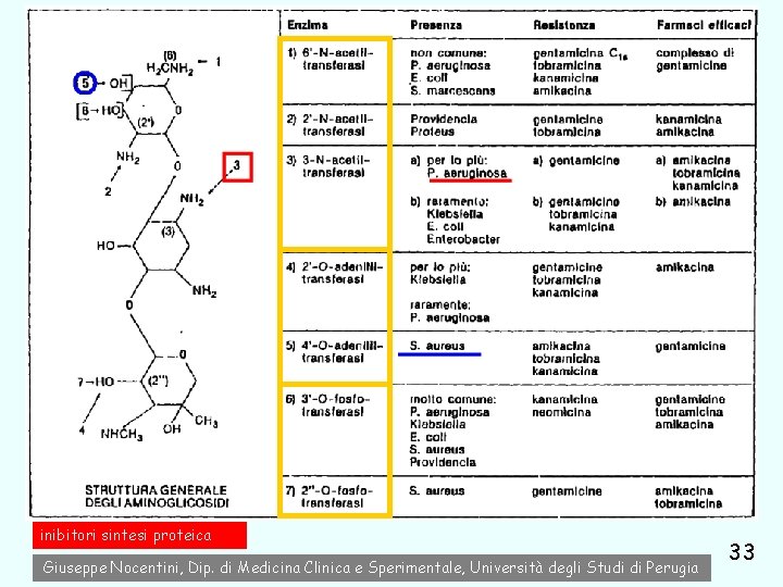 inibitori sintesi proteica Giuseppe Nocentini, Dip. di Medicina Clinica e Sperimentale, Università degli Studi