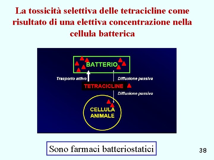 La tossicità selettiva delle tetracicline come risultato di una elettiva concentrazione nella cellula batterica
