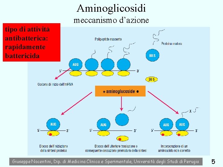 Aminoglicosidi meccanismo d’azione tipo di attività antibatterica: rapidamente battericida Giuseppe Nocentini, Dip. di Medicina