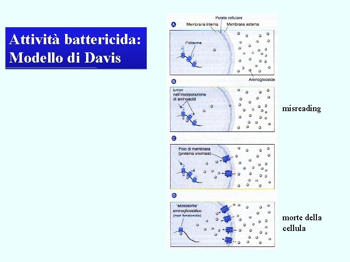Attività battericida: Modello di Davis misreading morte della cellula 