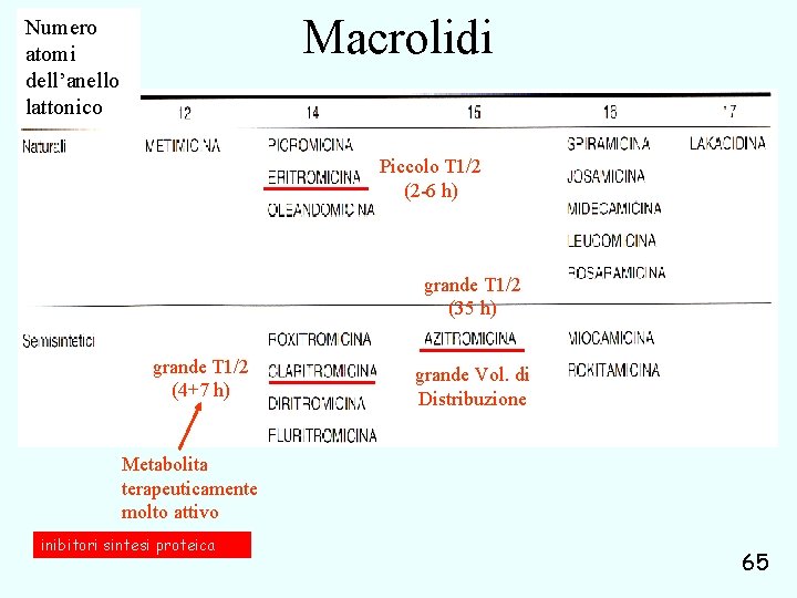 Macrolidi Numero atomi dell’anello lattonico Piccolo T 1/2 (2 -6 h) grande T 1/2