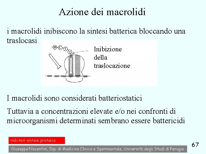 Azione dei macrolidi inibiscono la sintesi batterica bloccando una traslocasi Inibizione della traslocazione I