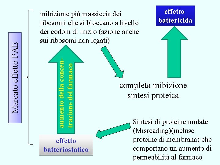 aumento della concentrazione del farmaco Marcato effetto PAE inibizione più massiccia dei ribosomi che