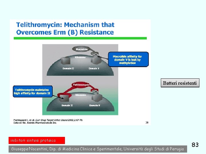 Batteri resistenti inibitori sintesi proteica Giuseppe Nocentini, Dip. di Medicina Clinica e Sperimentale, Università