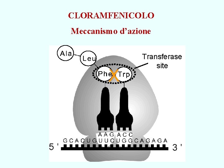 CLORAMFENICOLO Meccanismo d’azione X Transferase site 