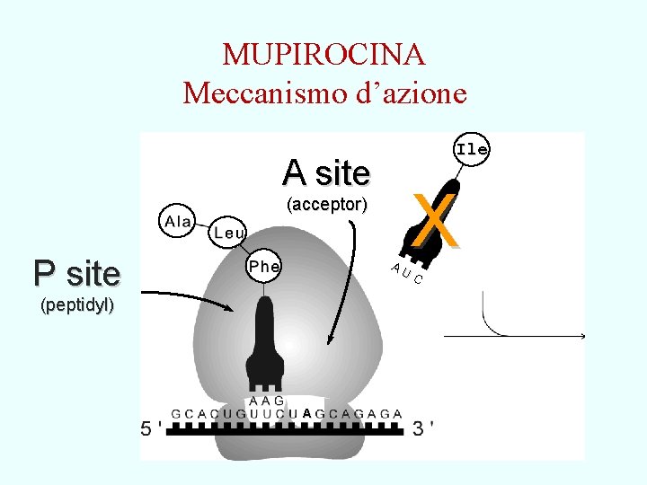 MUPIROCINA Meccanismo d’azione Ile A site (acceptor) P site AU (peptidyl) A X C