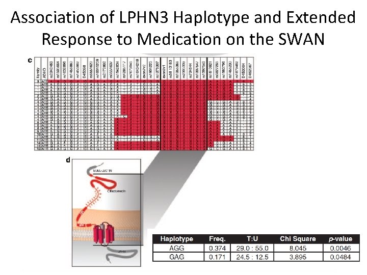 Association of LPHN 3 Haplotype and Extended Response to Medication on the SWAN 