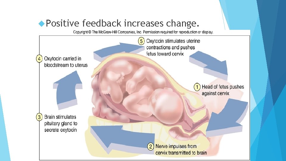 Positive feedback increases change. Positive feedback increases change.