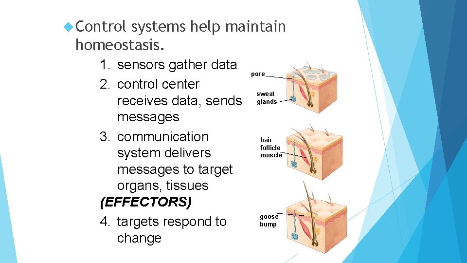 Control systems help maintain homeostasis. 1. sensors gather data 2. control center receives Control systems help maintain homeostasis. 1. sensors gather data 2. control center receives