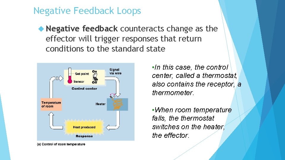 Negative Feedback Loops Negative feedback counteracts change as the effector will trigger responses that Negative Feedback Loops Negative feedback counteracts change as the effector will trigger responses that