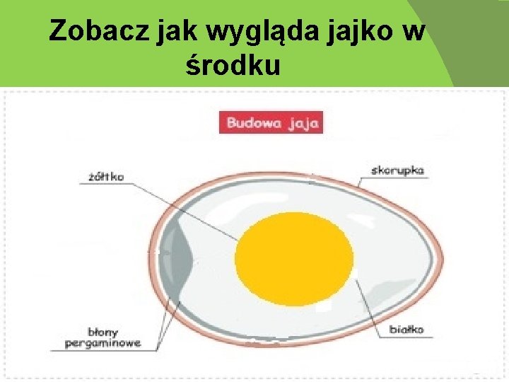 Zobacz jak wygląda jajko w środku 