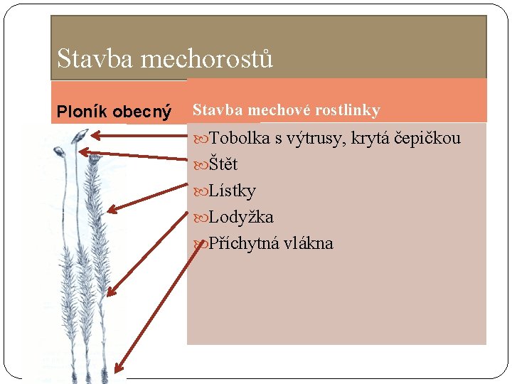 Stavba mechorostů Ploník obecný Stavba mechové rostlinky Tobolka s výtrusy, krytá čepičkou Štět Lístky