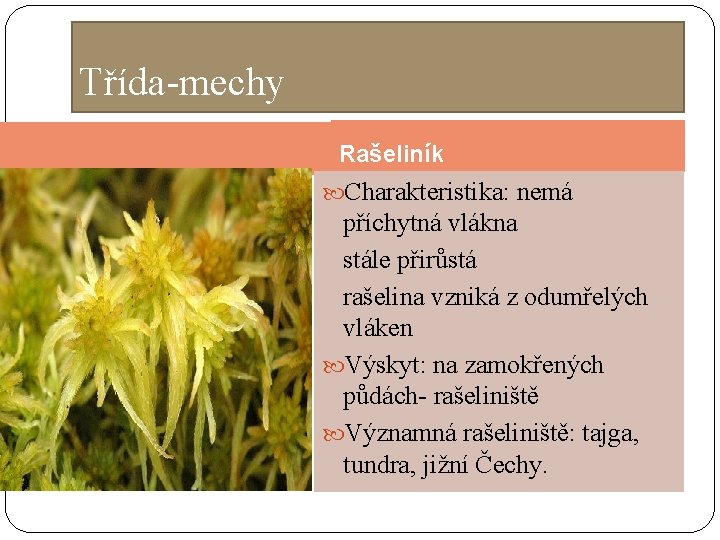 Třída-mechy Rašeliník Charakteristika: nemá příchytná vlákna stále přirůstá rašelina vzniká z odumřelých vláken Výskyt: