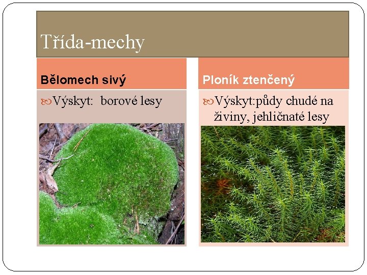 Třída-mechy Bělomech sivý Ploník ztenčený Výskyt: borové lesy Výskyt: půdy chudé na živiny, jehličnaté